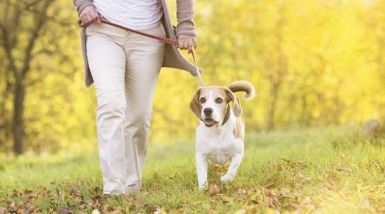 Benefits of Taking Your Dog for a Walk