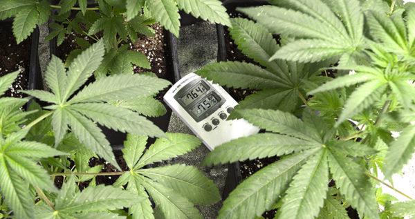 Learn about temperature management For Marijuana Plants