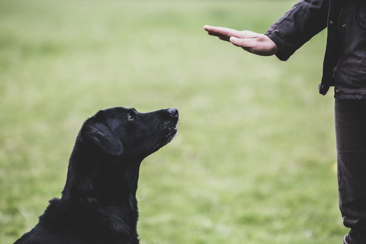 Dog Trainer Duties & Responsibilities